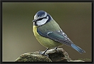 pimpelmees DSC_0006-01